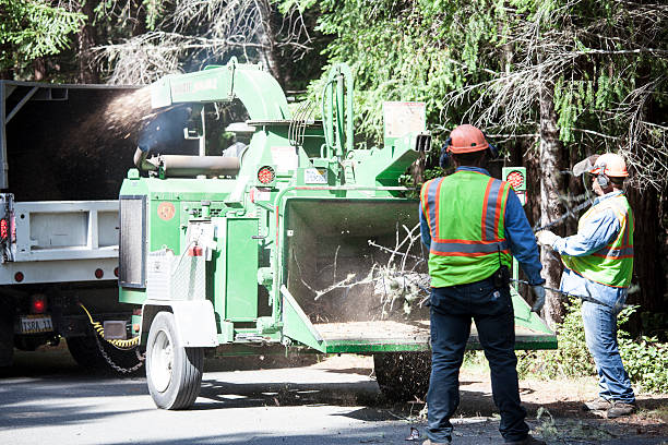 How Our Tree Care Process Works  in  South Willard, UT