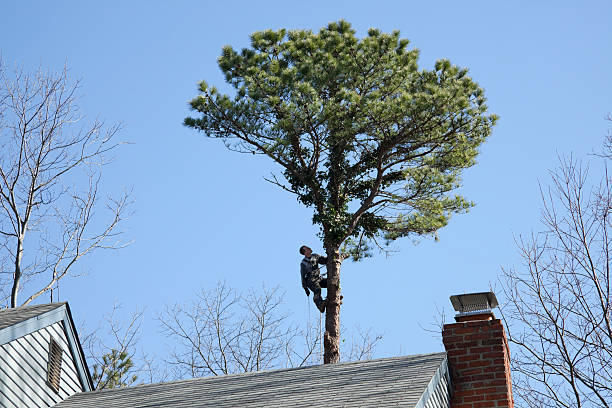 Best Storm Damage Tree Cleanup  in Soh Willard, UT